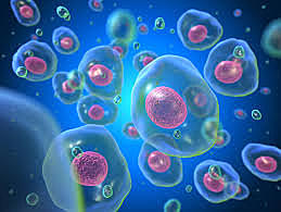 Friedrich T. Schwann