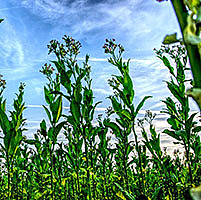 PLANTAS GENETICAMENTE MODIFICADAS