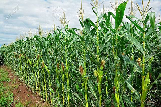 Disposición de un Plan de emergencia para cosechas.