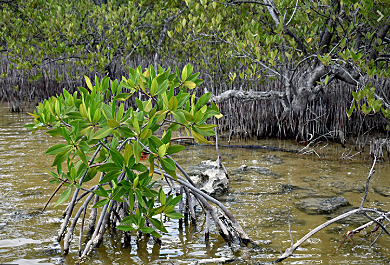 Adición a la Ley General de Vida Silvestre.