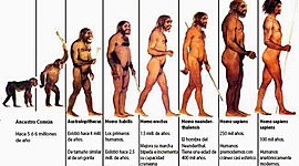 Timeline: Evolución de la especie humana