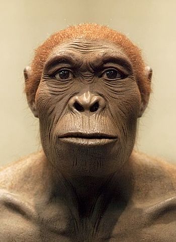 HOMO RUDOLFENSIS