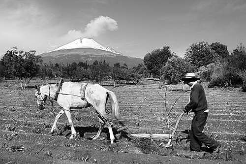 Se decreta el programa PROCAMPO