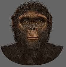 Ardipithecus Kadabba - 5,8 millones de años