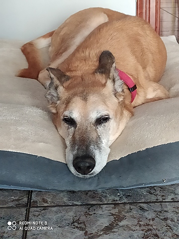 This is my dog named Hana