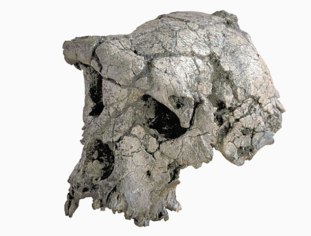 Toumai O Sahelanthropus