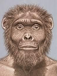 Australopithecus Garhi - 2,5 millones de años