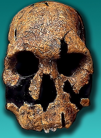 homo rudolfensis.