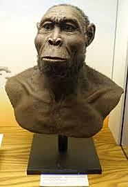 Homo Rudolfensis