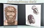 Australopithecus Garhi