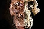 Australopithecus Anamensis