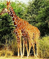 Segunda ley de Lamarck