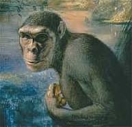 Ardipithecus Kadabba