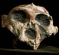 Paranthropus RobustusAustralopithecus Africanus   1,9 millones de años