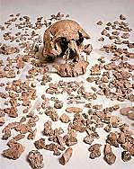 Homo Rudolfensis  1,6 millones de años