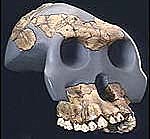 Australopithecus Garhi  2,5 millones de años