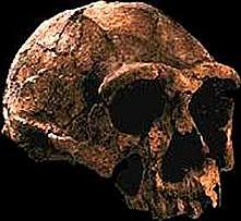 Homo Ergaster  1,2 millones de años