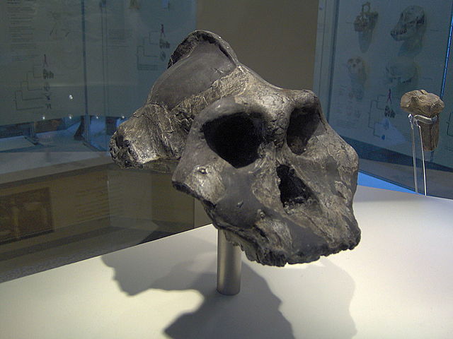 Paranthropus Aethiopicus