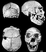 Homo Heidelbergensis  500.000 años