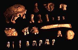 Homo Antecessor  800.000 años