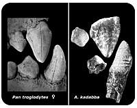 Ardipithecus Kadabba 5,8 millones de años