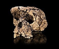 Sahelanthropus tchadensis (toumaí)