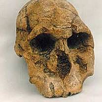 Homo rudolfensis