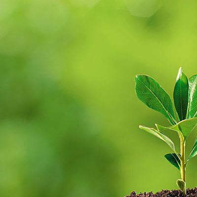 Timeline: Hormonas de Plantas