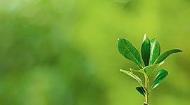 Timeline: Hormonas de Plantas