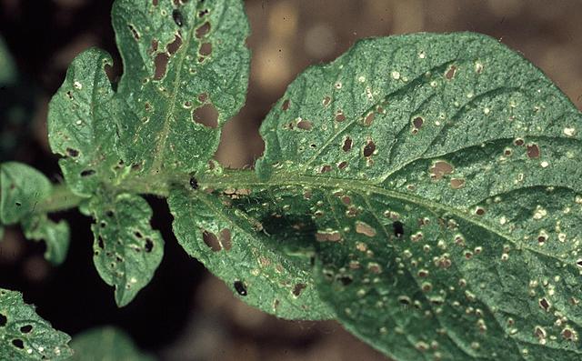 Plant disease