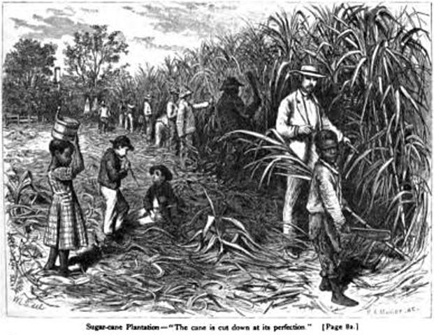 Sugar for working-class