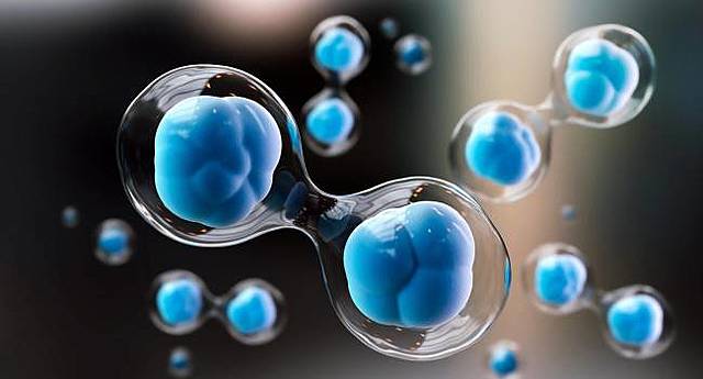 INVESTIGACIÓN CON CÉLULAS MADRE.