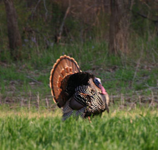 First day of hunting