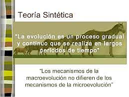 Teoría Sintética