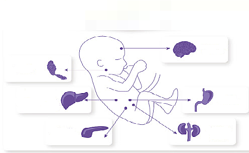 SISTEMAS CORPORALES (Ferber y Makhoul, 2004)