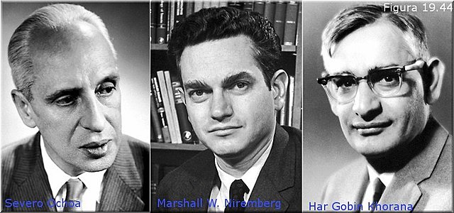 Marshall Nirenberg, Severo Ochoa y Har Gobind Khorana.