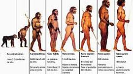 Timeline: evolucion de las especies