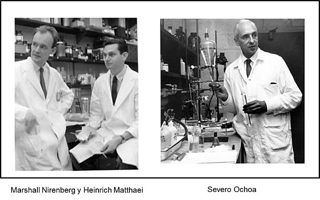 Marshall Niremberg y Severo Ochoa