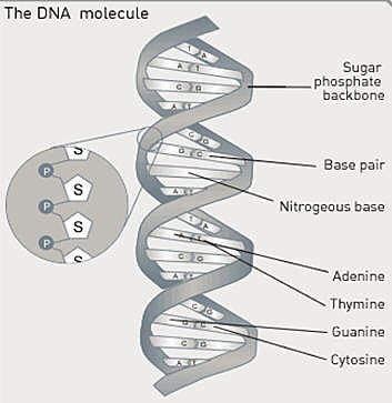 2008 - Gibson et Al.