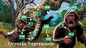 orrorin tugenensis