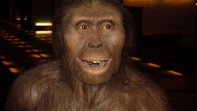 australopithecus afarensis