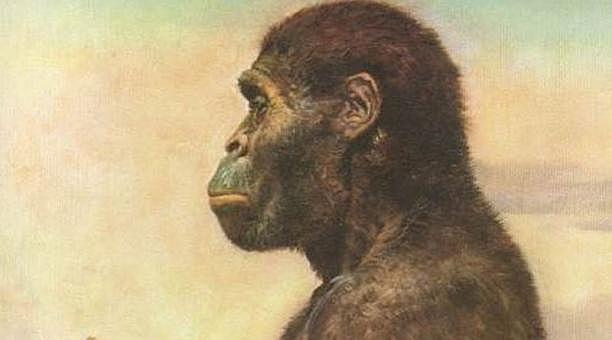 australopithecus africanus