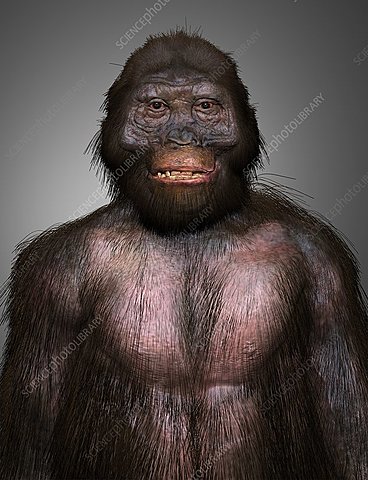 australopithecus garhi