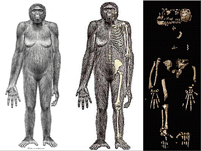 Ardipithecus Ramidus