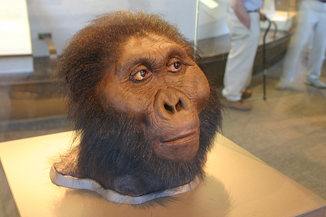 paranthropus boisei