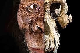 Australopithecus Anamensis