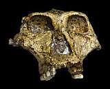 Paranthropus Robustus