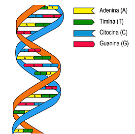 James Watson y Francis Crick