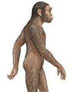 Homo Habilis