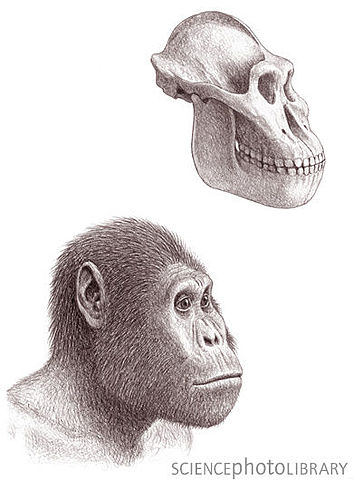 Australopithecus garhi hace millosnes de años